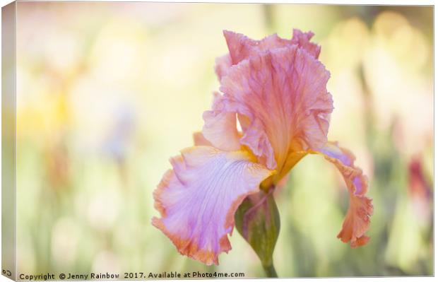 Afternoon Delight iris close up Canvas Print by Jenny Rainbow