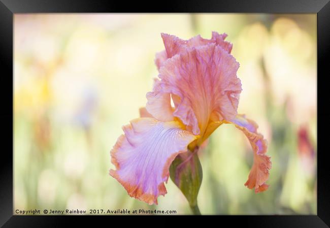 Afternoon Delight iris close up Framed Print by Jenny Rainbow