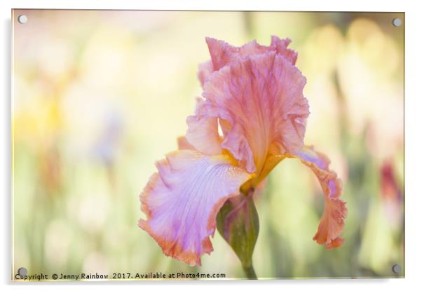 Afternoon Delight iris close up Acrylic by Jenny Rainbow
