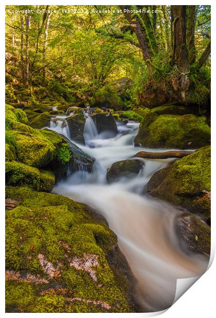 Golitha Falls.  Print by Tracey Yeo