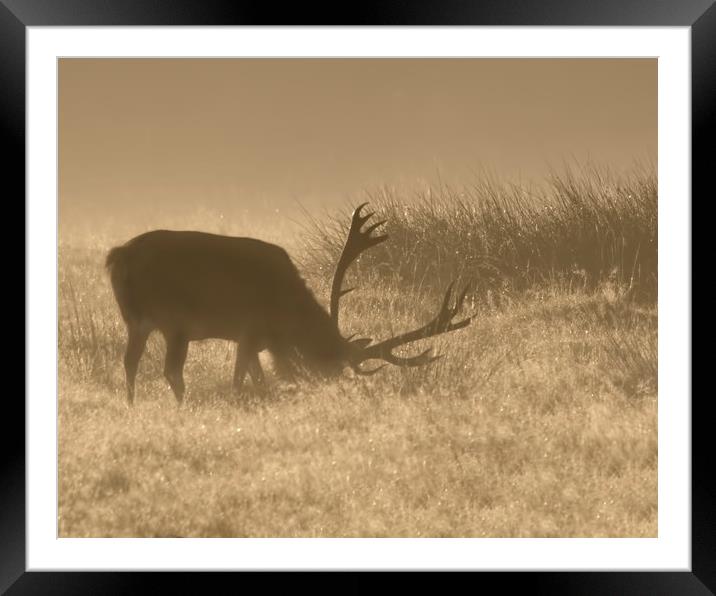 Stag at Dawn Framed Mounted Print by Chantal Cooper