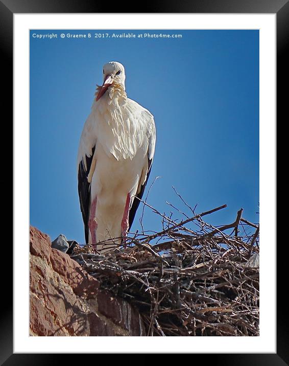 Portugese Stork Framed Mounted Print by Graeme B
