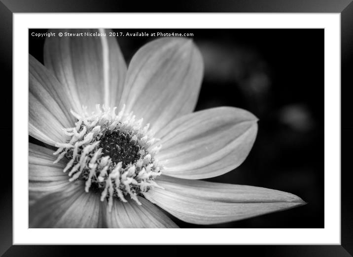 The Dahlia Flower Framed Mounted Print by Stewart Nicolaou