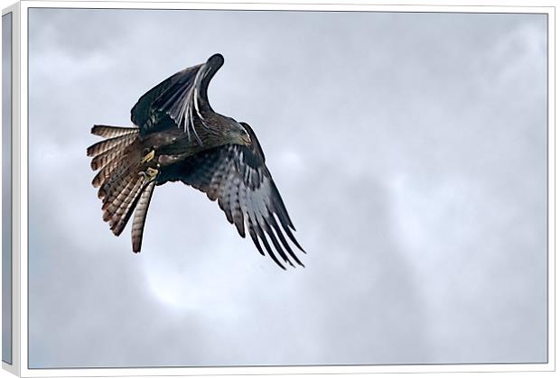 Red Kite in Flight Canvas Print by Jeni Harney