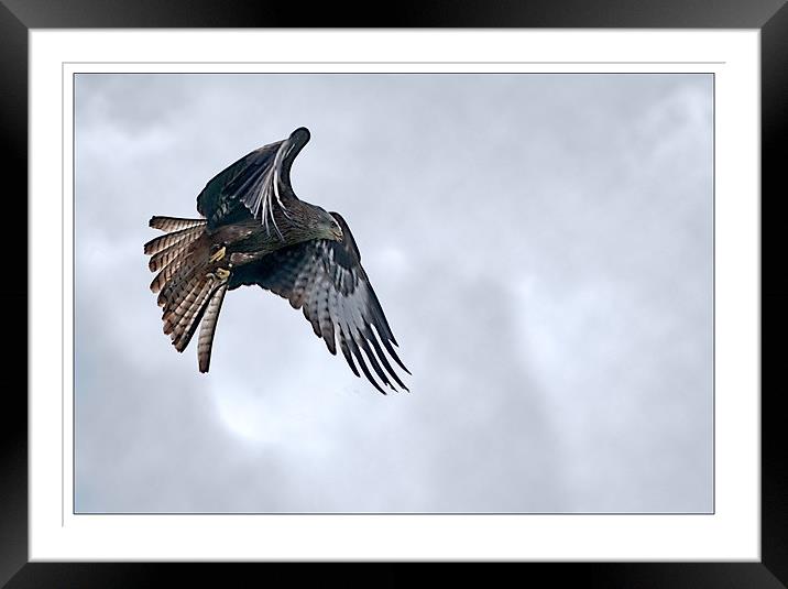 Red Kite in Flight Framed Mounted Print by Jeni Harney