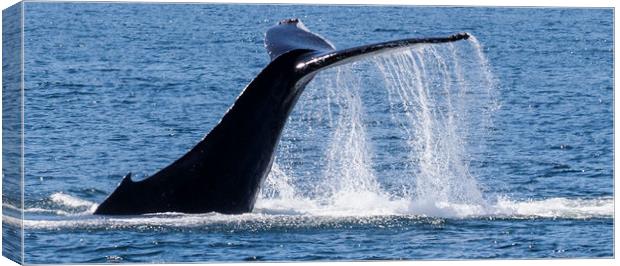 Humpback Whale Tail Canvas Print by Janet Mann