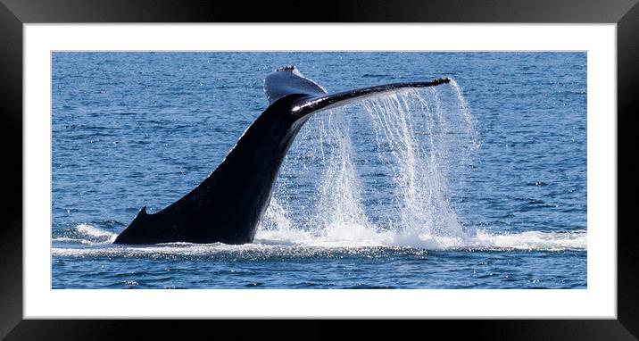 Humpback Whale Tail Framed Mounted Print by Janet Mann