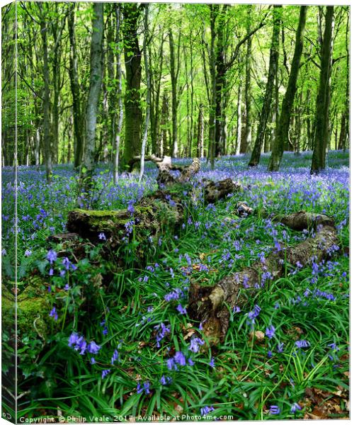 Bluebells at Fforest Fawr, Castell Coch. Canvas Print by Philip Veale