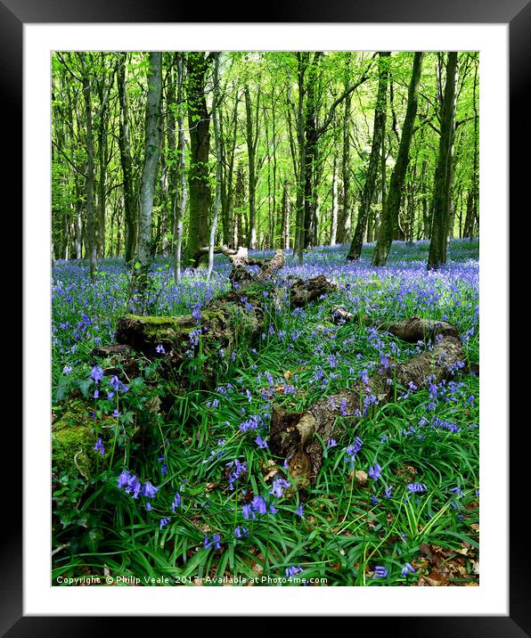 Bluebells at Fforest Fawr, Castell Coch. Framed Mounted Print by Philip Veale