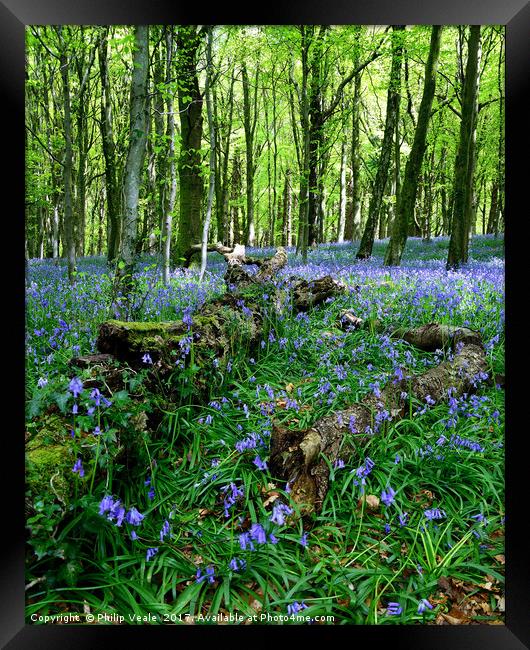 Bluebells at Fforest Fawr, Castell Coch. Framed Print by Philip Veale