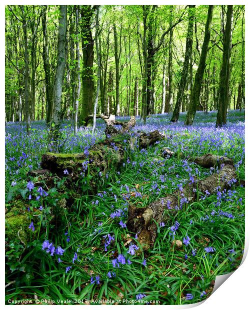 Bluebells at Fforest Fawr, Castell Coch. Print by Philip Veale