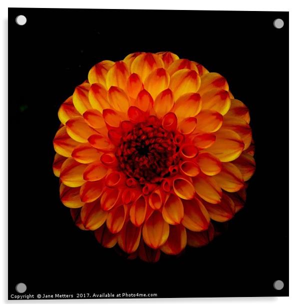      Orange Petals                           Acrylic by Jane Metters