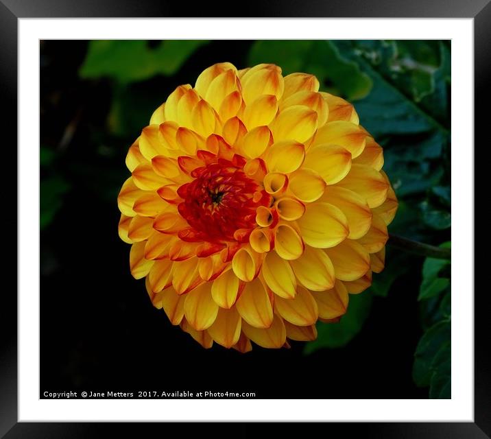    Yellow Petals                             Framed Mounted Print by Jane Metters
