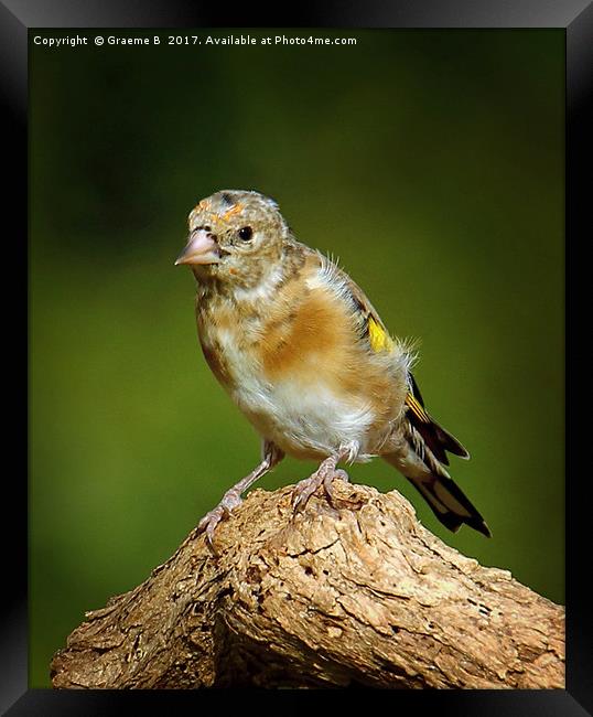 Juvenile Goldfinch 4 Framed Print by Graeme B