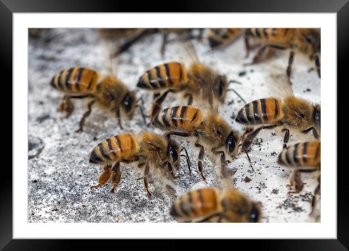 Honey Bees Fanning Framed Mounted Print by Shawn Jeffries