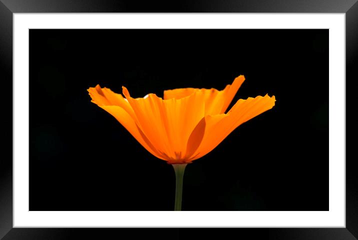 California Poppy Framed Mounted Print by Shawn Jeffries