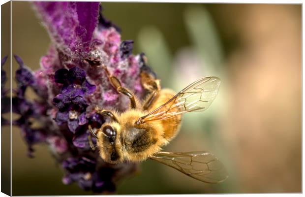 Honey Bee on Lavender Canvas Print by Shawn Jeffries