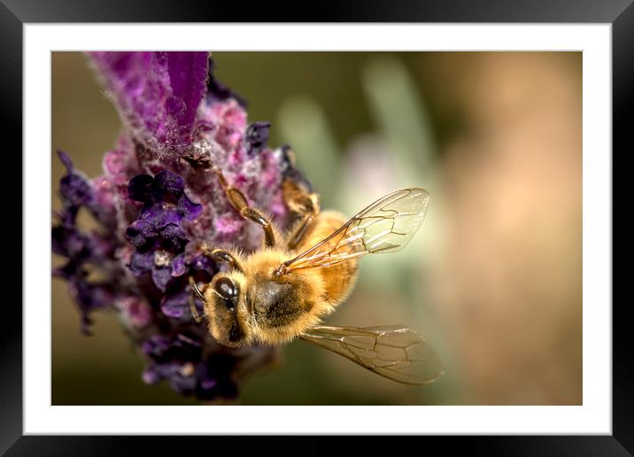 Honey Bee on Lavender Framed Mounted Print by Shawn Jeffries