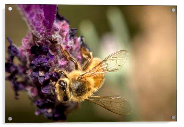 Honey Bee on Lavender Acrylic by Shawn Jeffries