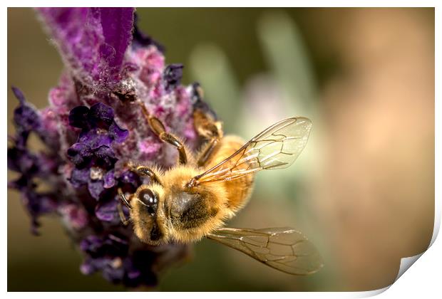 Honey Bee on Lavender Print by Shawn Jeffries