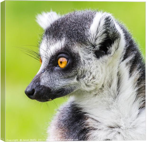 Ring-tailed lemur pictured against the grass Canvas Print by Jason Wells