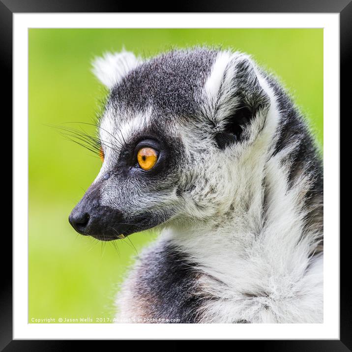 Ring-tailed lemur pictured against the grass Framed Mounted Print by Jason Wells