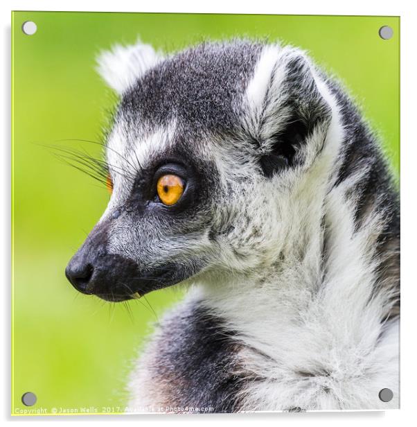 Ring-tailed lemur pictured against the grass Acrylic by Jason Wells