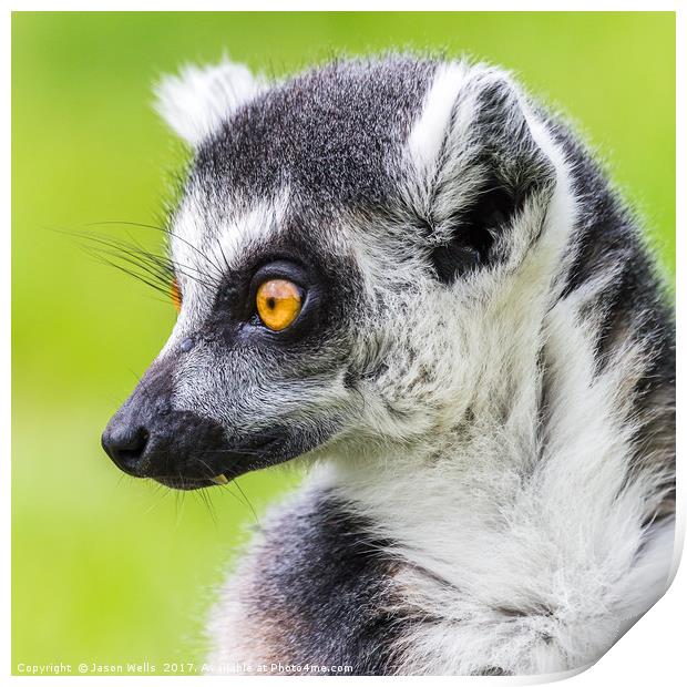 Ring-tailed lemur pictured against the grass Print by Jason Wells