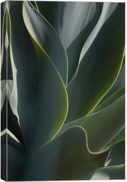 Cactus Leaves Canvas Print by Ceri Jones