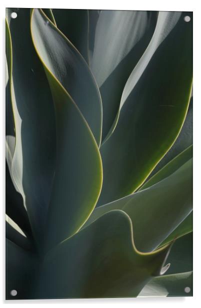 Cactus Leaves Acrylic by Ceri Jones