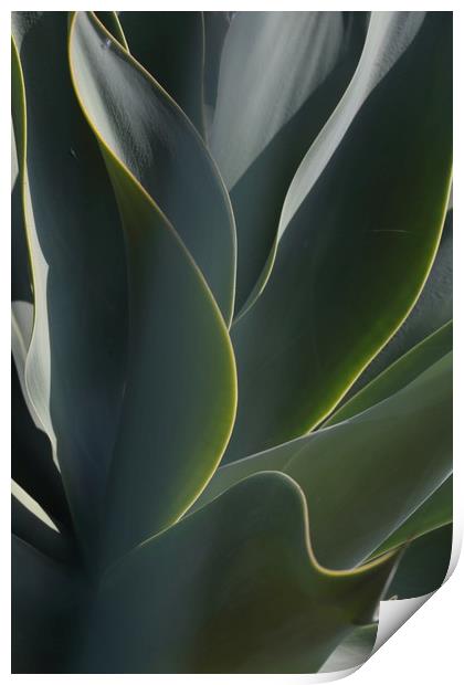 Cactus Leaves Print by Ceri Jones