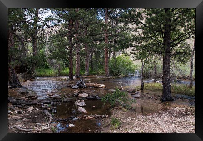 River Through the Forest Framed Print by Janet Mann