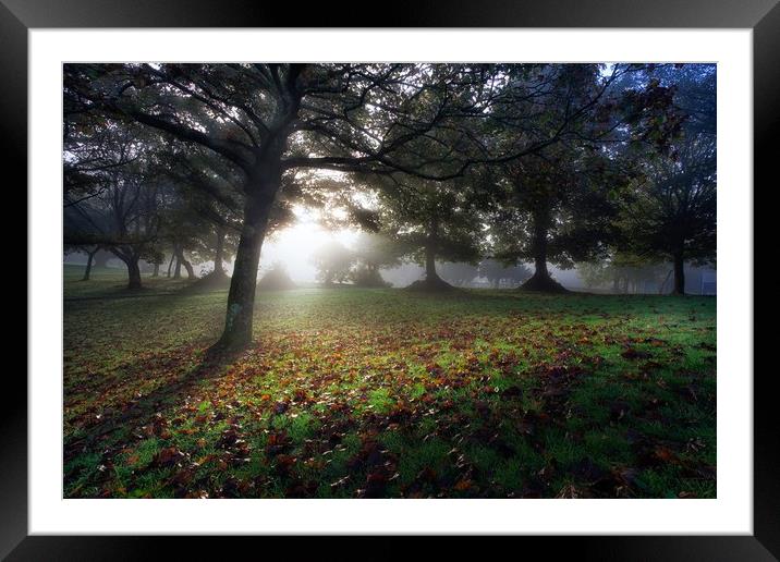Misty morning at Ravenhill Park Framed Mounted Print by Leighton Collins