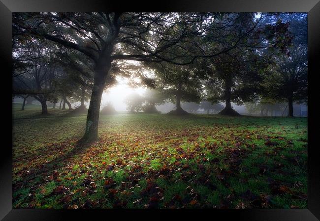 Misty morning at Ravenhill Park Framed Print by Leighton Collins