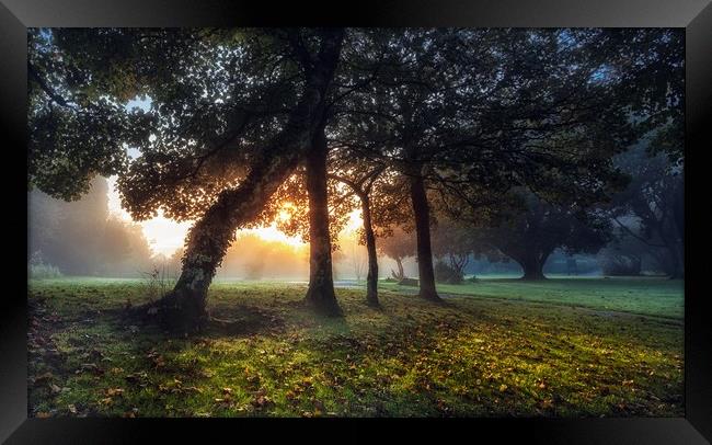 Sunrise at Ravenhill Park Framed Print by Leighton Collins