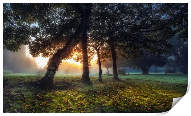 Sunrise at Ravenhill Park Print by Leighton Collins