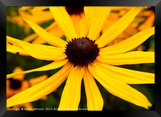 Yellow black eyed susan daisy Framed Print by Antony Atkinson