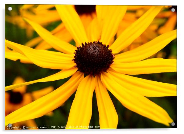 Yellow black eyed susan daisy Acrylic by Antony Atkinson