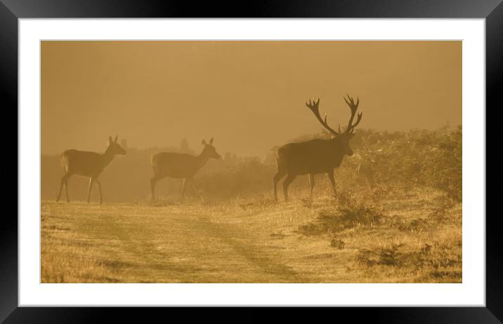 Stag and Does  Framed Mounted Print by Chantal Cooper