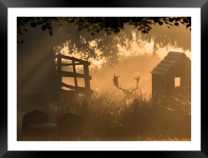 Hiding in the mist Framed Mounted Print by Chantal Cooper