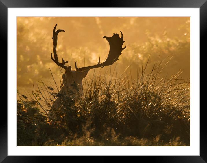 Resting Stag at sunrise Framed Mounted Print by Chantal Cooper