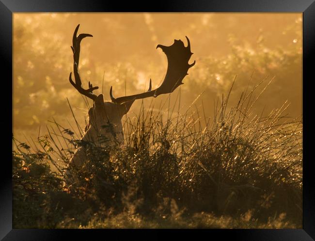 Resting Stag at sunrise Framed Print by Chantal Cooper
