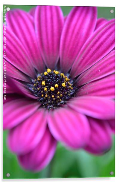 Garden Purple Flower Acrylic by Antony Atkinson