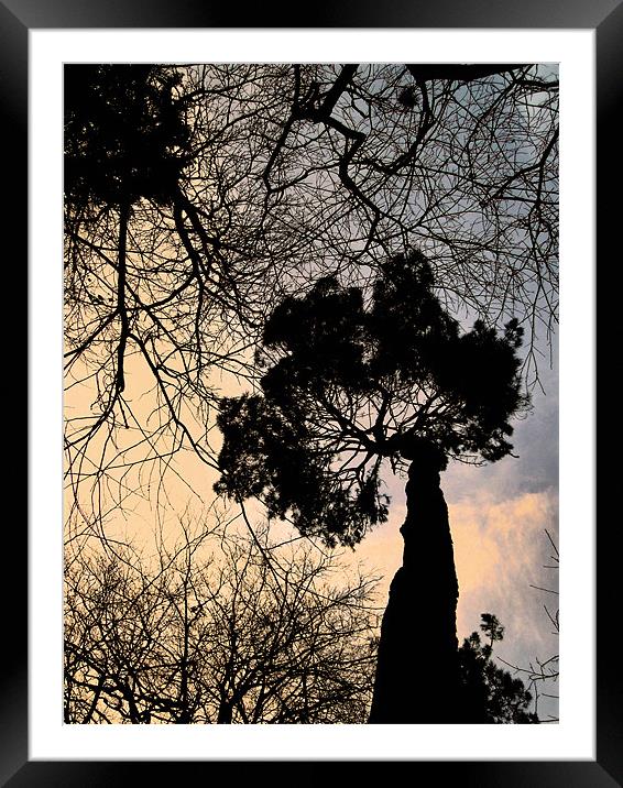 winter tree Framed Mounted Print by Heather Newton