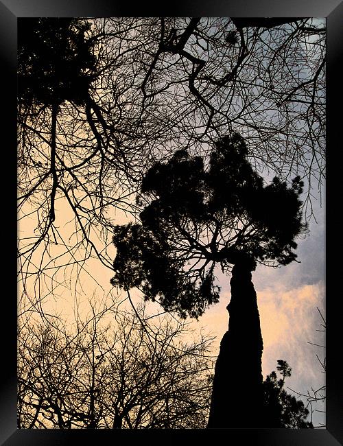 winter tree Framed Print by Heather Newton