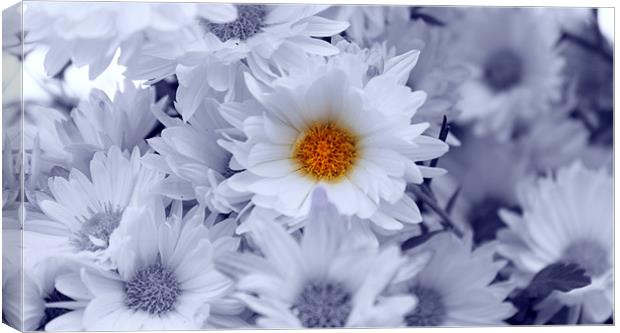 beauty within Canvas Print by anurag gupta