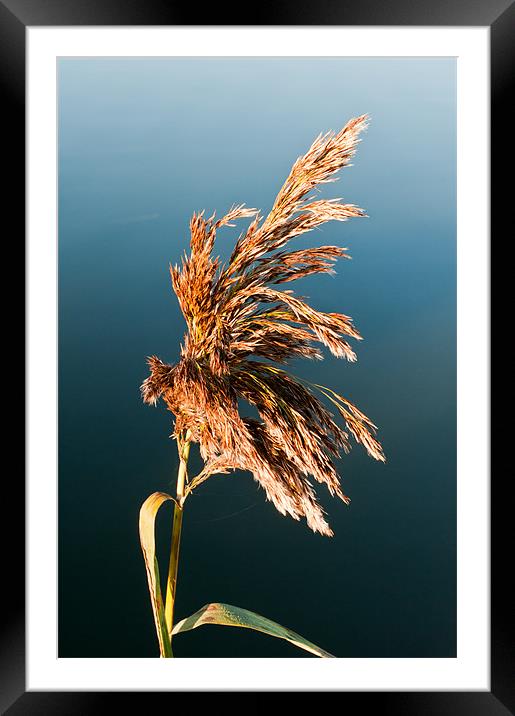 Grass on Hickling Broad Framed Mounted Print by Stephen Mole