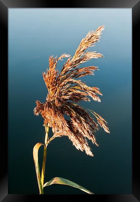 Grass on Hickling Broad Framed Print by Stephen Mole