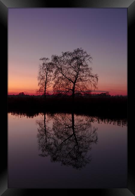 Reflective Tree at Sunset Framed Print by Paul Macro