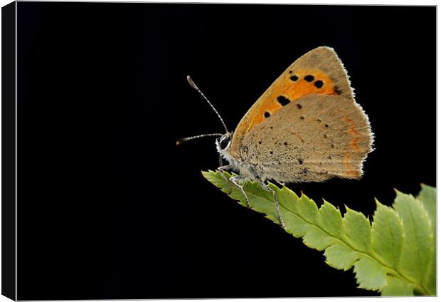 SMALL COPPER Canvas Print by Anthony R Dudley (LRPS)